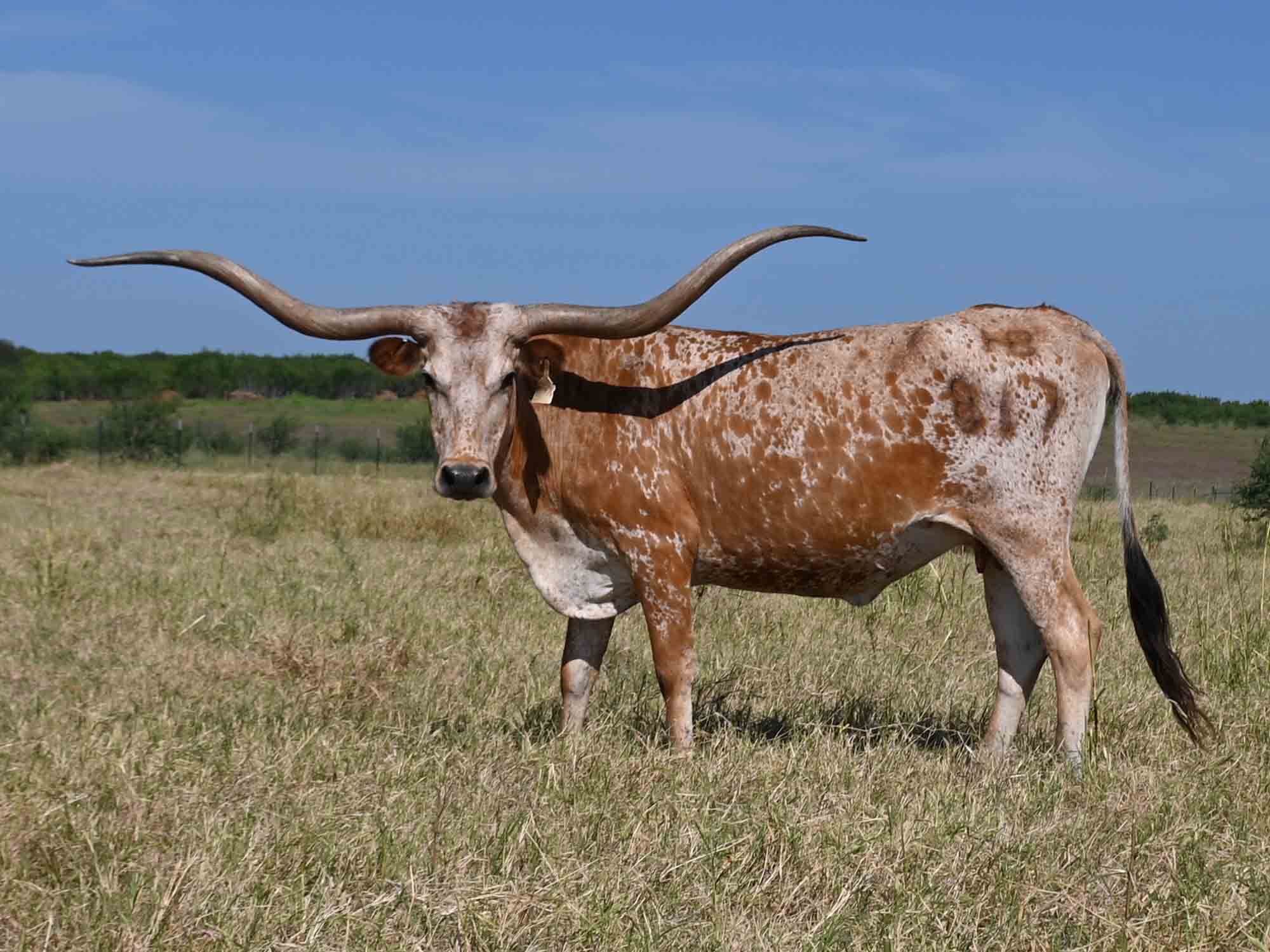 Rocking O Longhorns Texas Longhorn package deals and starter herds